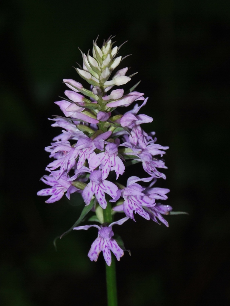 Dacthylorhiza maculata ssp. fuchsii